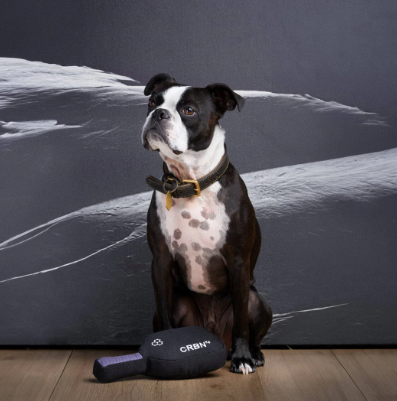 CRBNᴷ⁹ Squeak Dog Toy